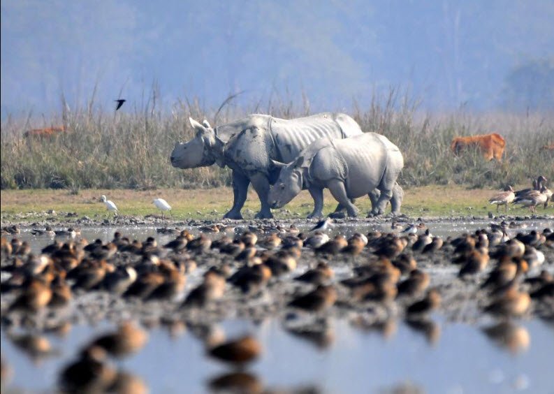 Pabitora Wildlife Sanctuary
